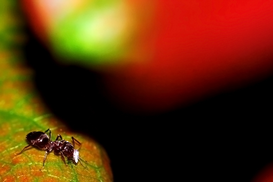 ANTS
