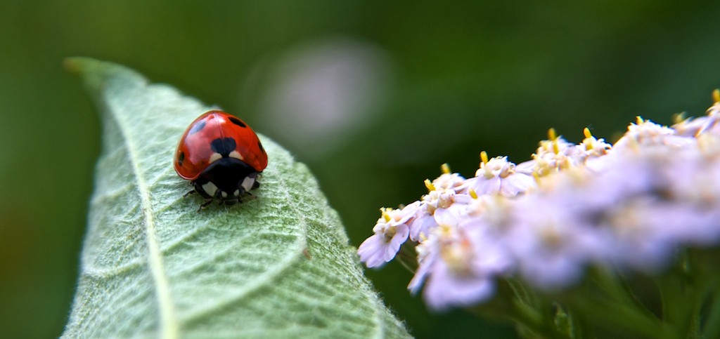 Coccinella