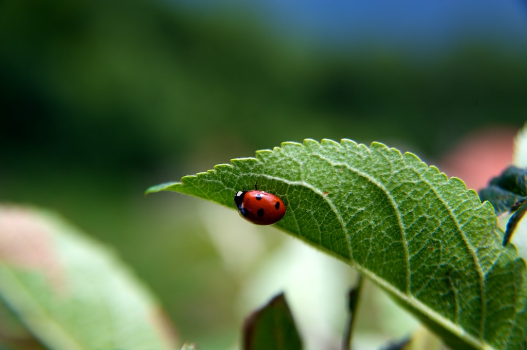 La coccinella n.2