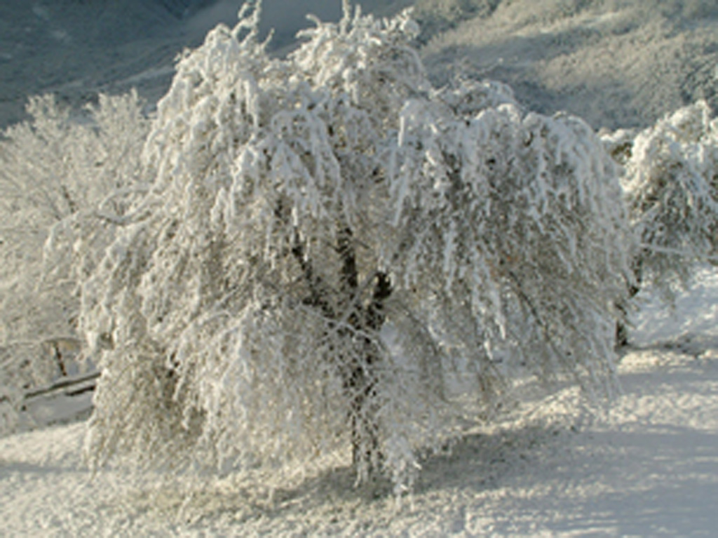 albero innevato