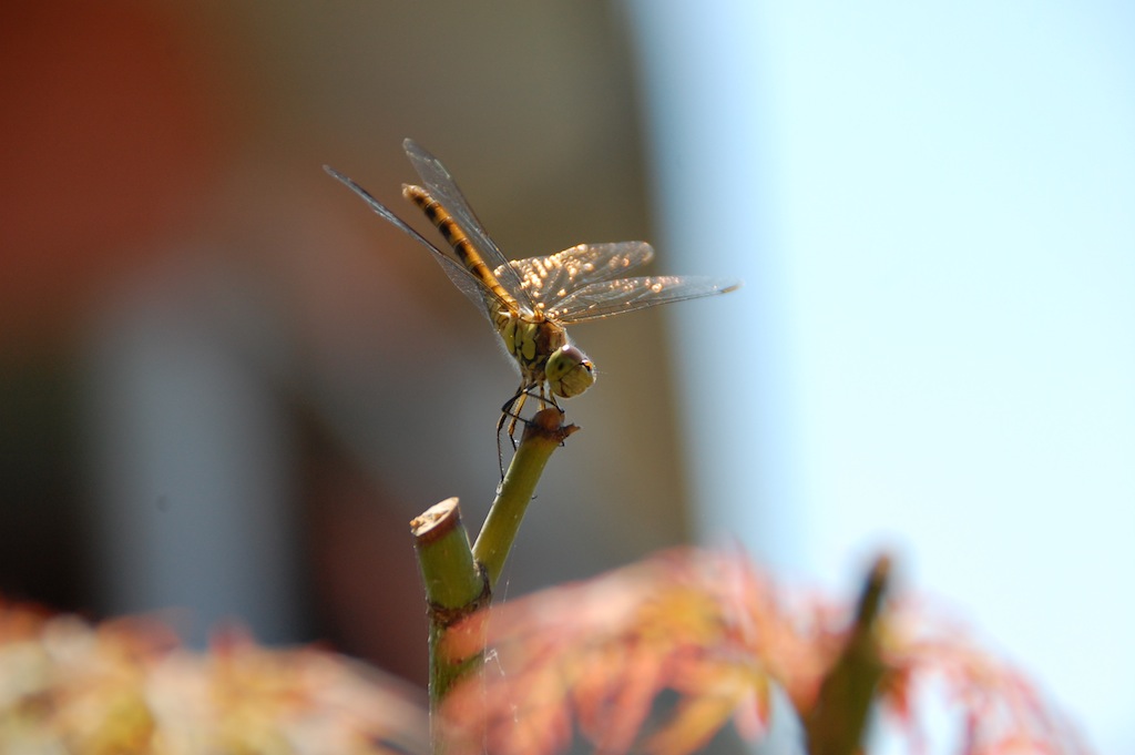 La (mia prima) Libellula