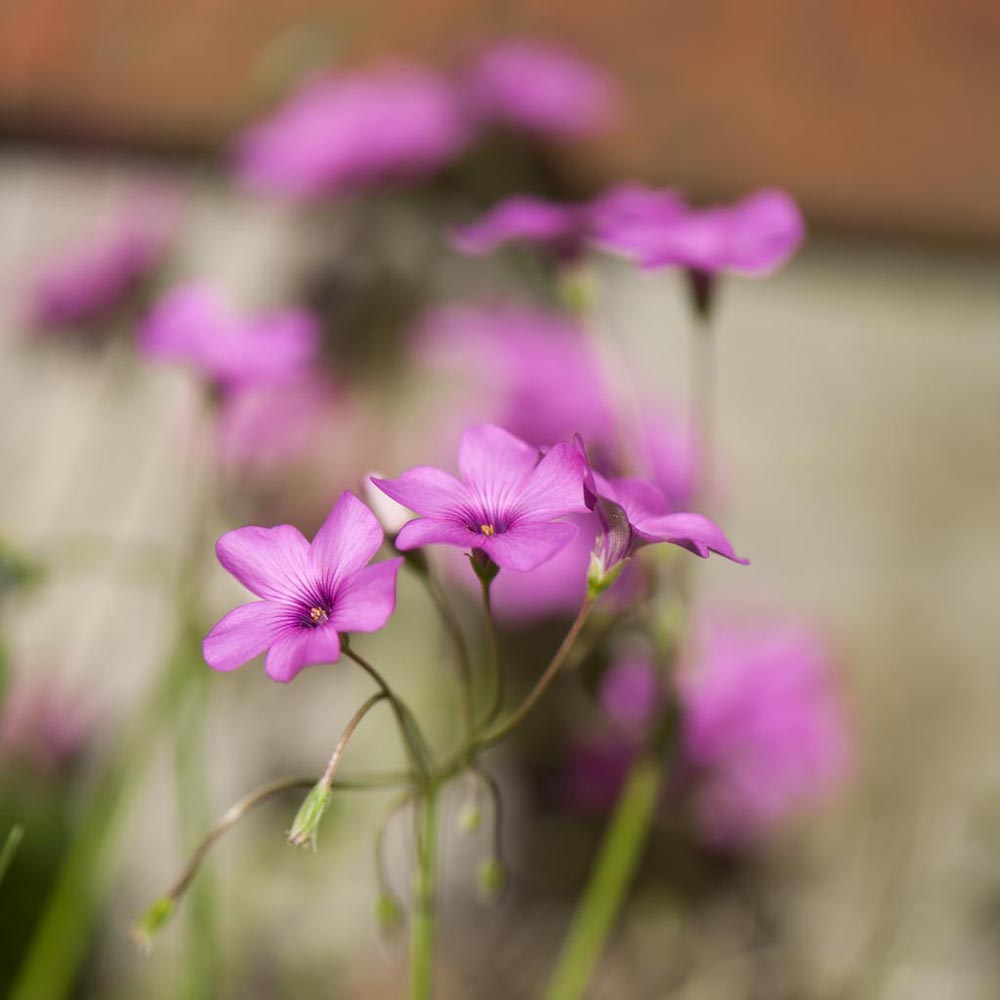 Fiori
