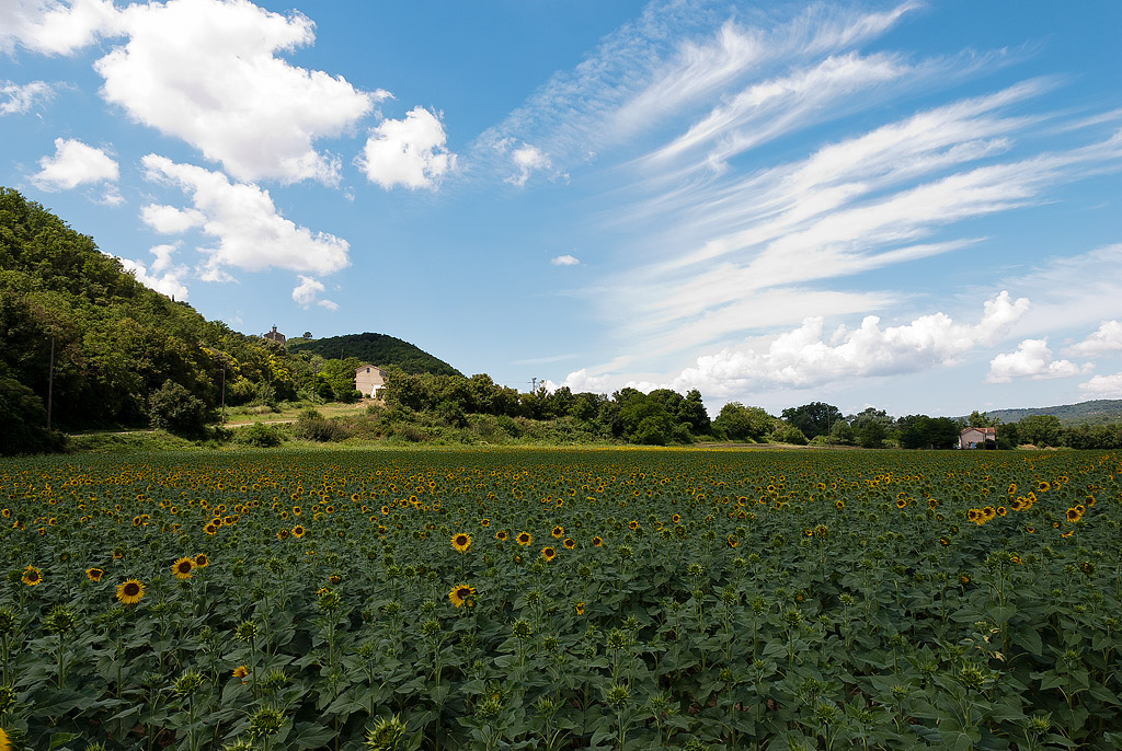 Girasoli