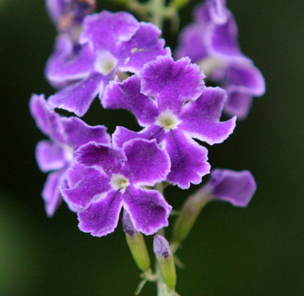 Duranta Repens  Variet: 'Geisha Girl'