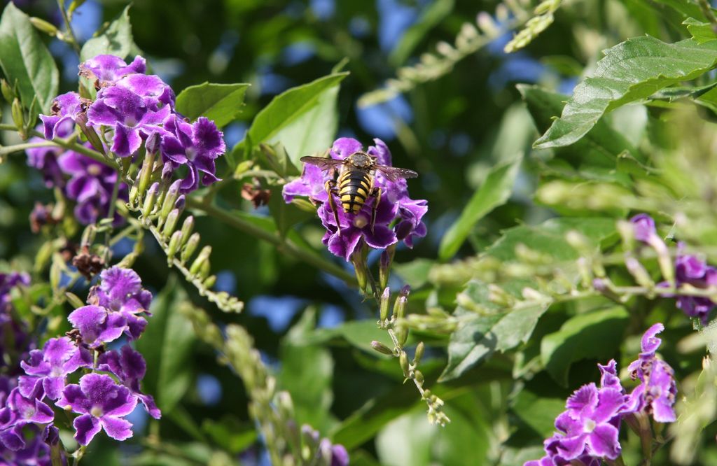 Duranta Repens...quanto lavoro per un essere cos piccolo
