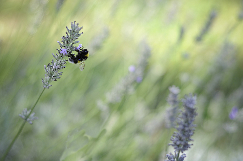 Bombo su Lavanda
