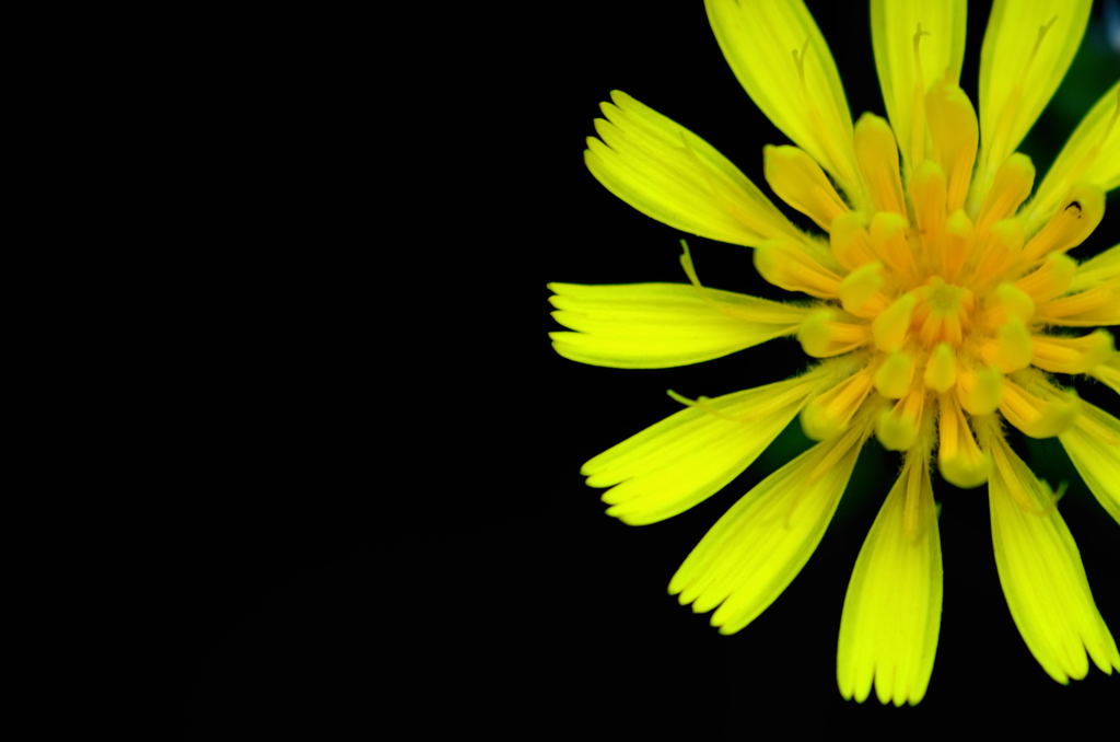 fiore