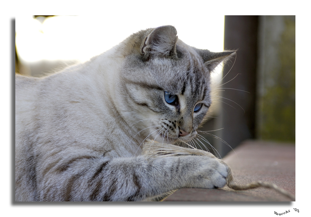 gatto in azione