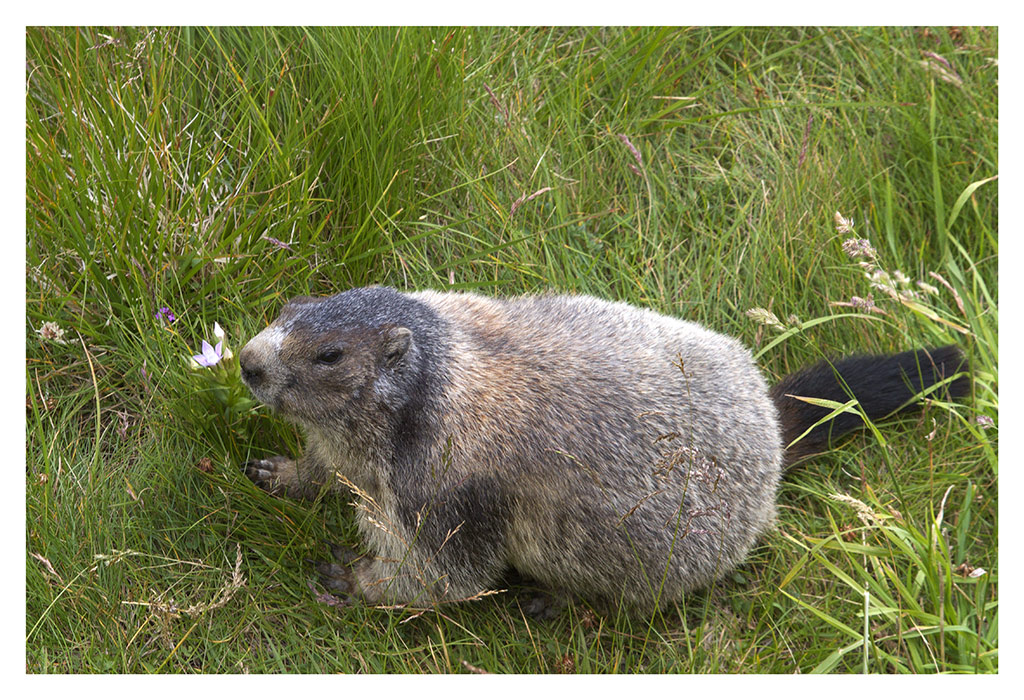 marmotta (tanto per cambiare)