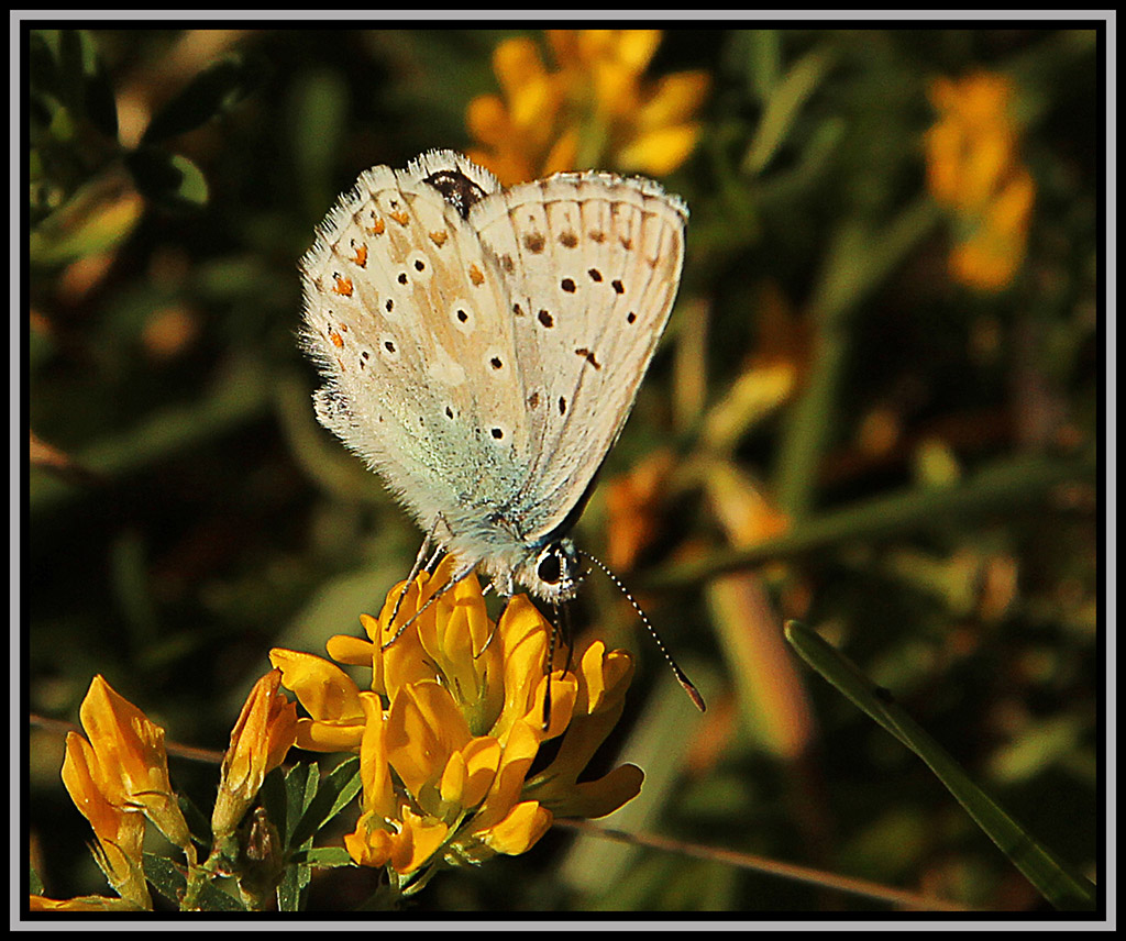 Farfalla