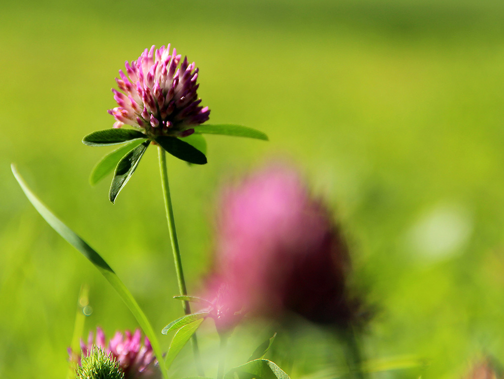 Fiore