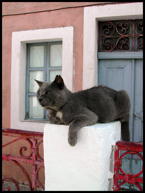 Il solito gatto a Santorini