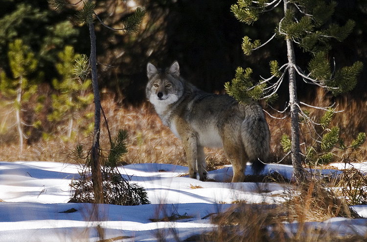 Wolf (Colori)