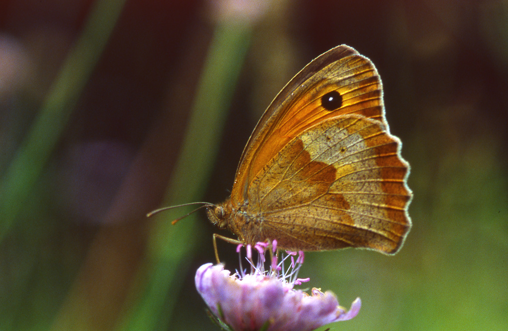 Farfalla
