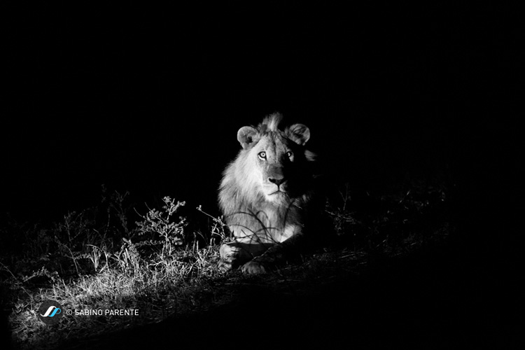Leone nella notte