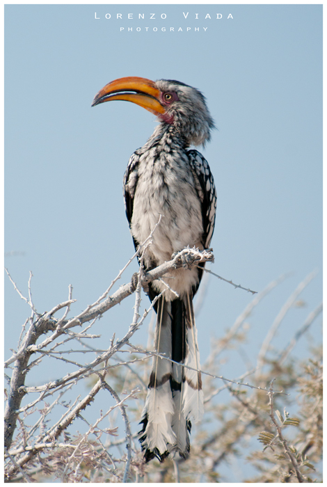 NMB|etosha 2
