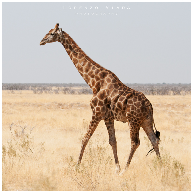 NMB|etosha 3