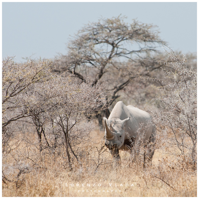NMB|etosha 4