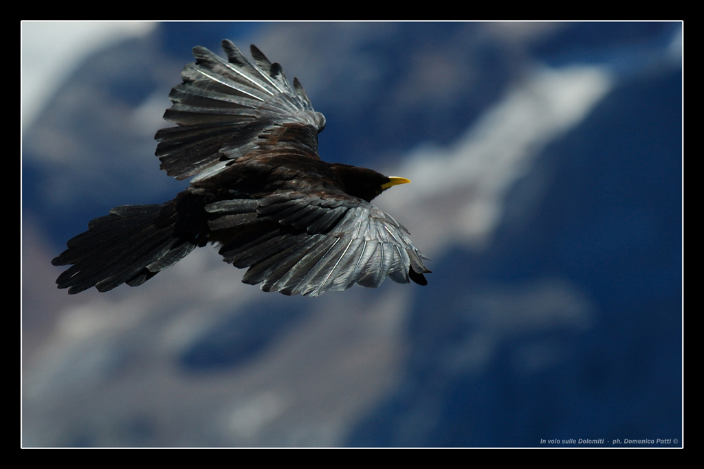 Volo solitario