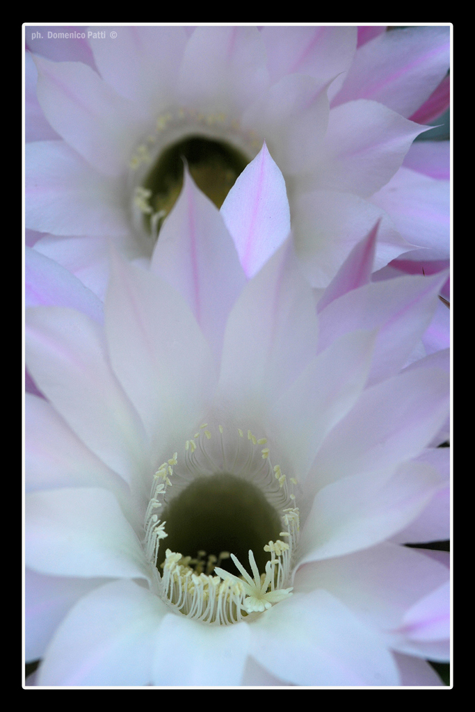 Fiori