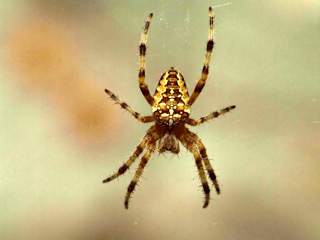 Spider