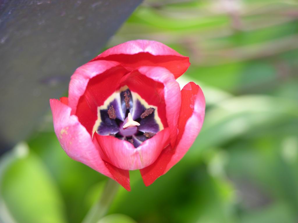 Macro Fiore-2