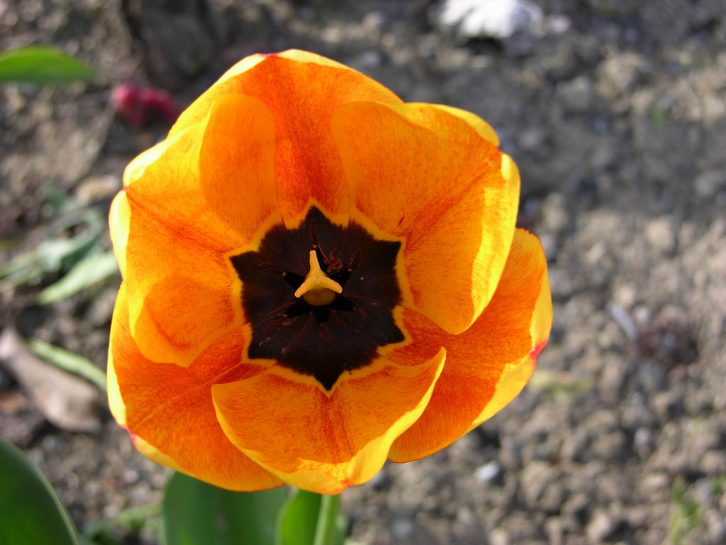 Macro Fiore-1