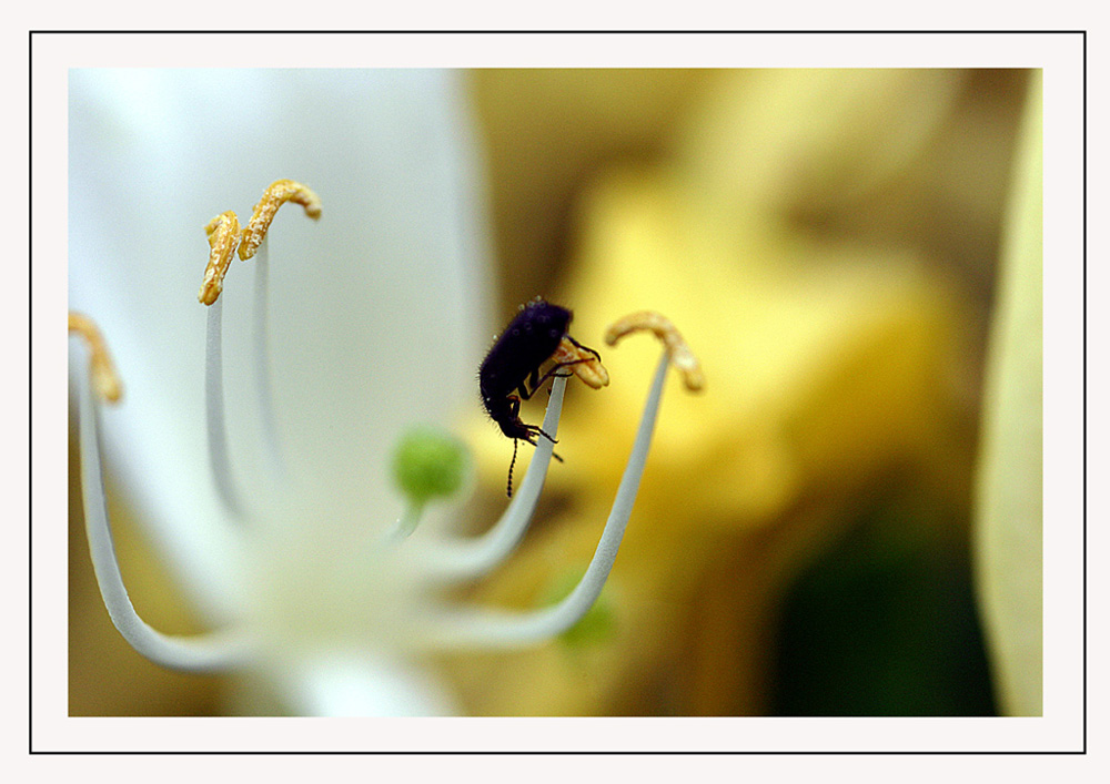 macro