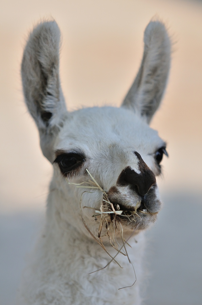 Giovane Lama