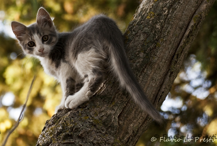 Gatto