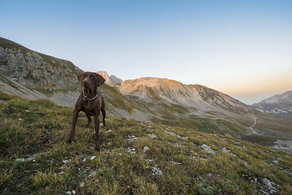 ZEUS