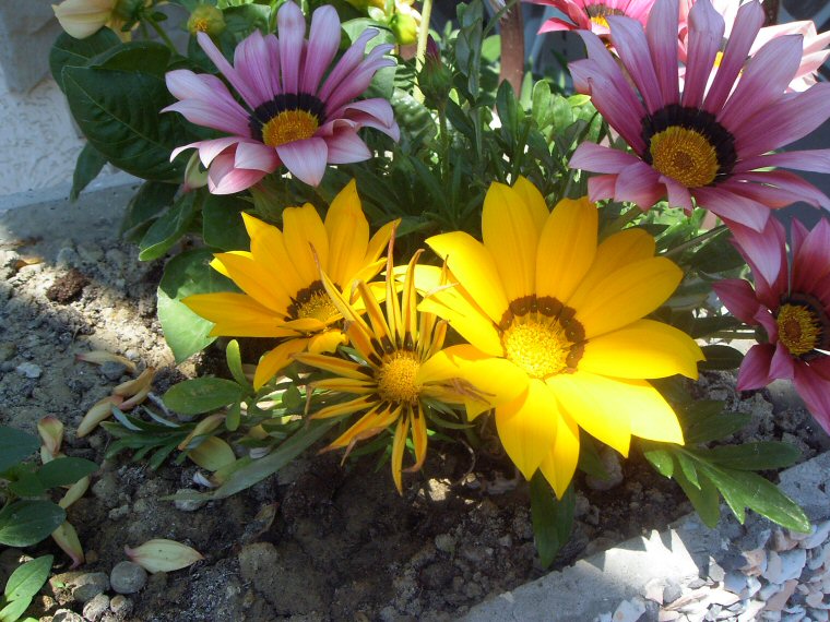 Fiori