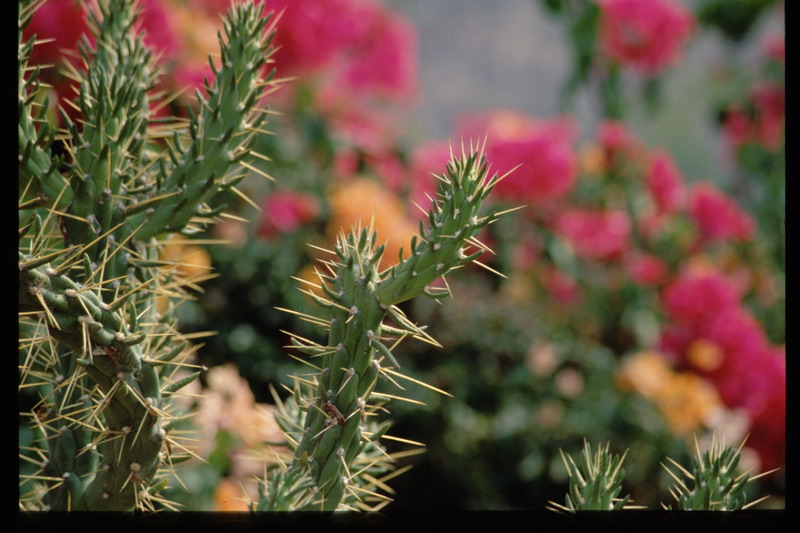 Eolie1989  - piante grasse