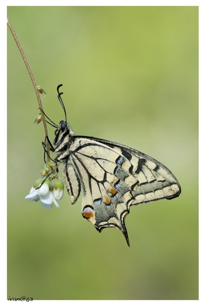 Farfalla