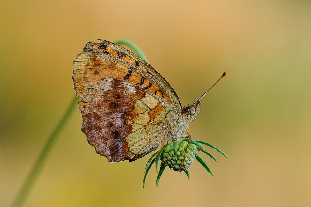 Farfalla