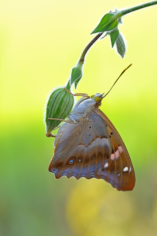 Farfalla