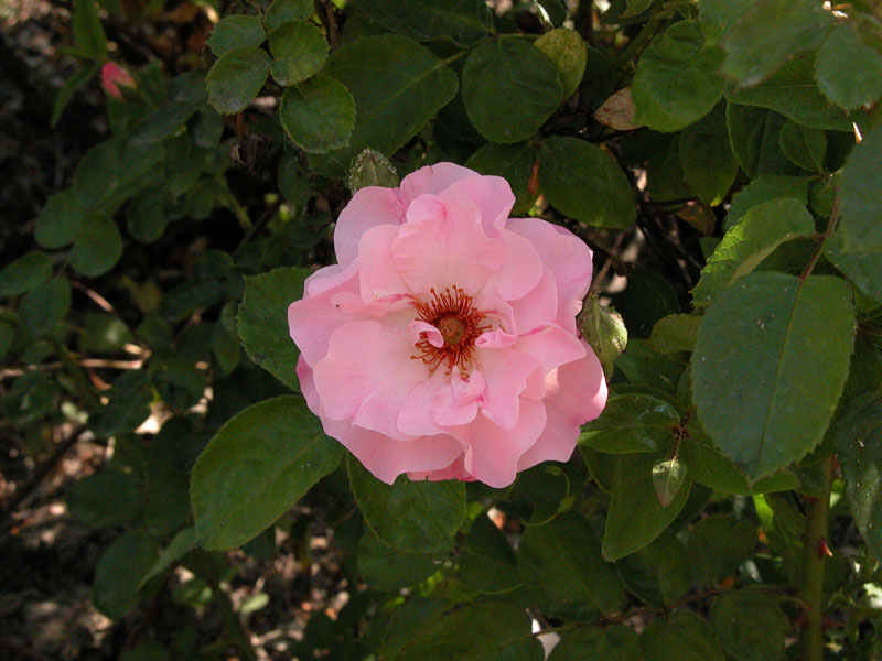 Macro 3