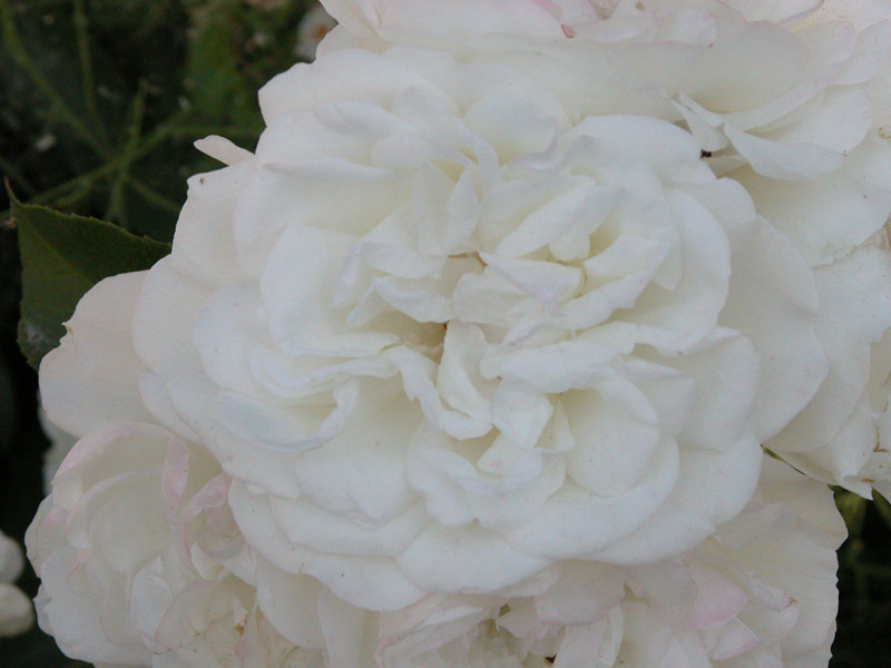 Macro 1