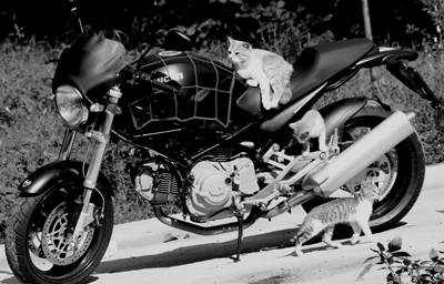 Motogatto