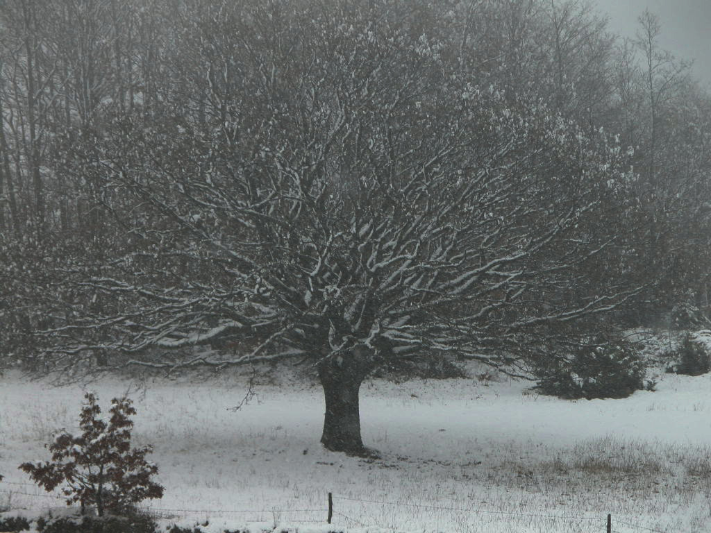 Albero