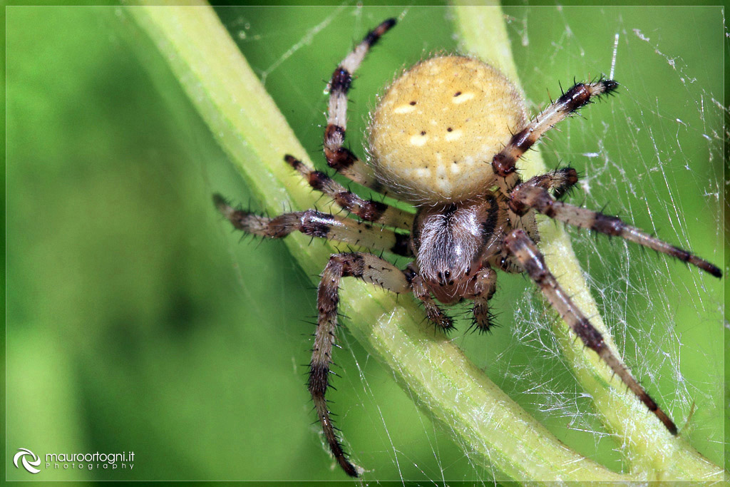 Araneae 2
