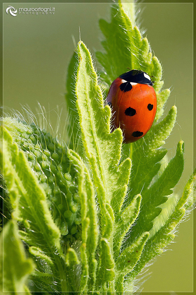 Ladybug 4