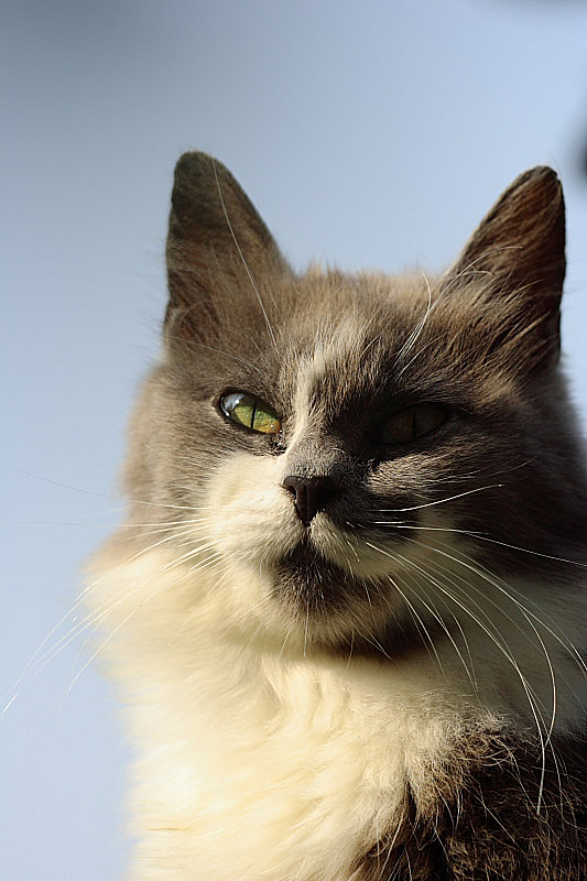 Gattone 01
