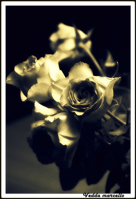 Rose..