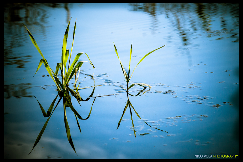 reflex