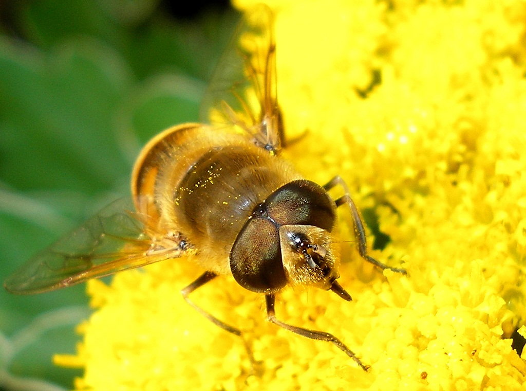ape su fiore giallo