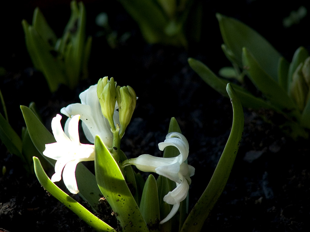 Fiore in casa