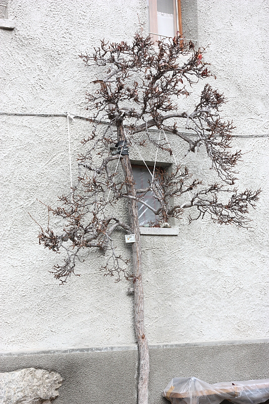 L'albero - 2