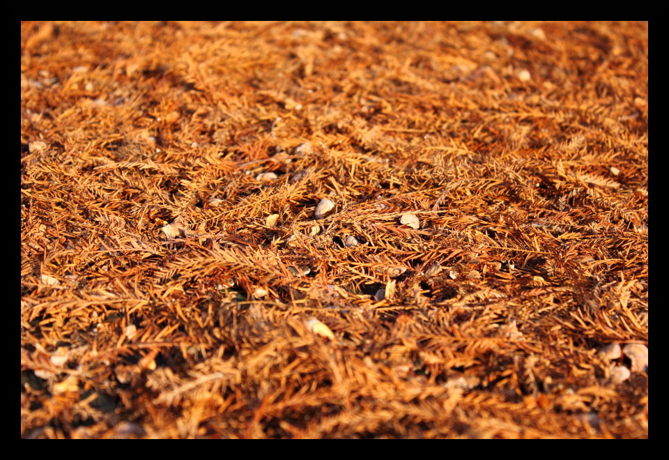 Pattern autunnale