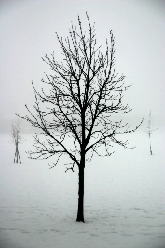 Inverno - 8353